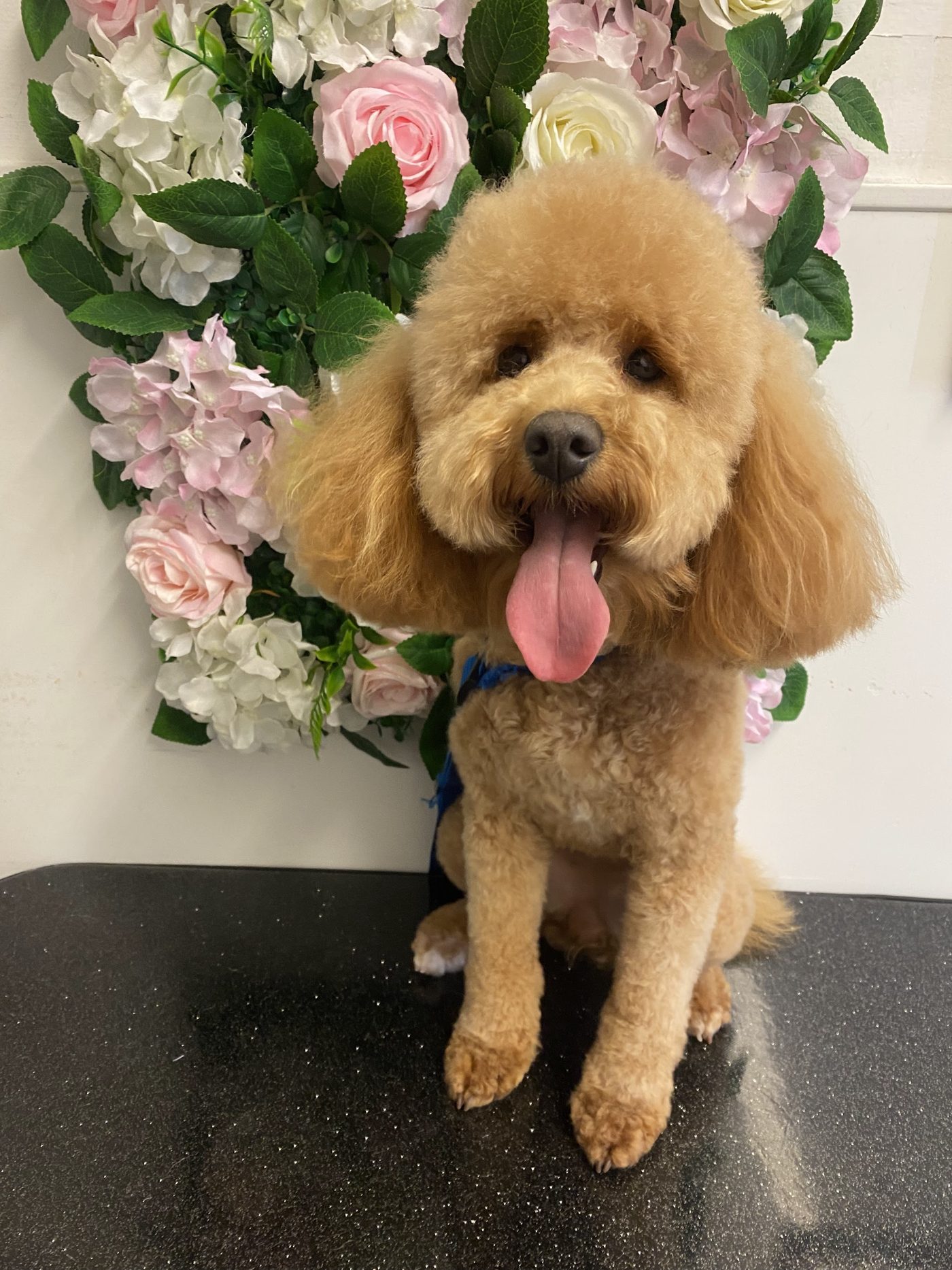 A freshly groomed apricot poodle sitting in front of a wall of pink and white flowers