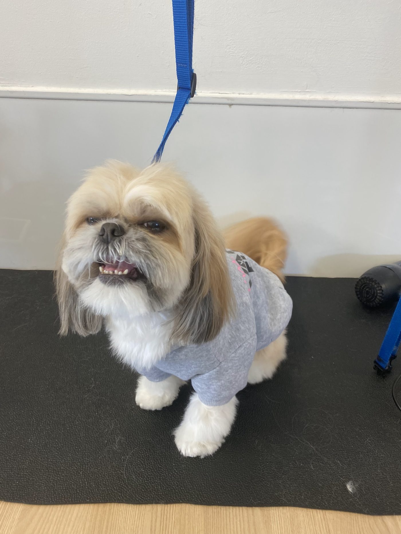A Shih Tzu in a grey jumper standing on the grooming mat