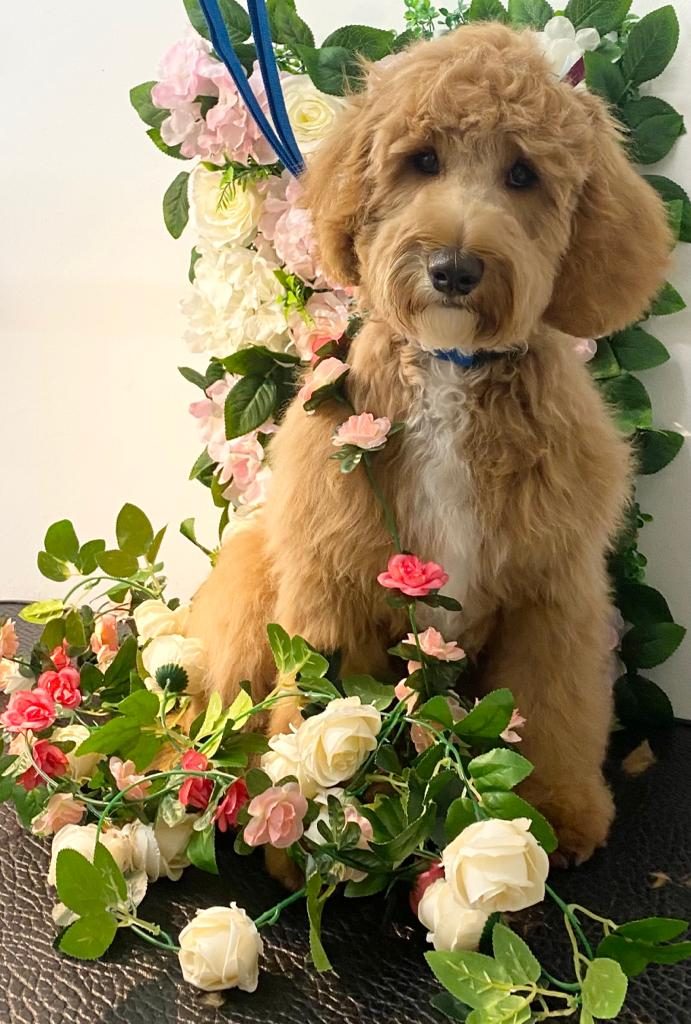 A groomed cavapoo sitting among roses on the flower wall