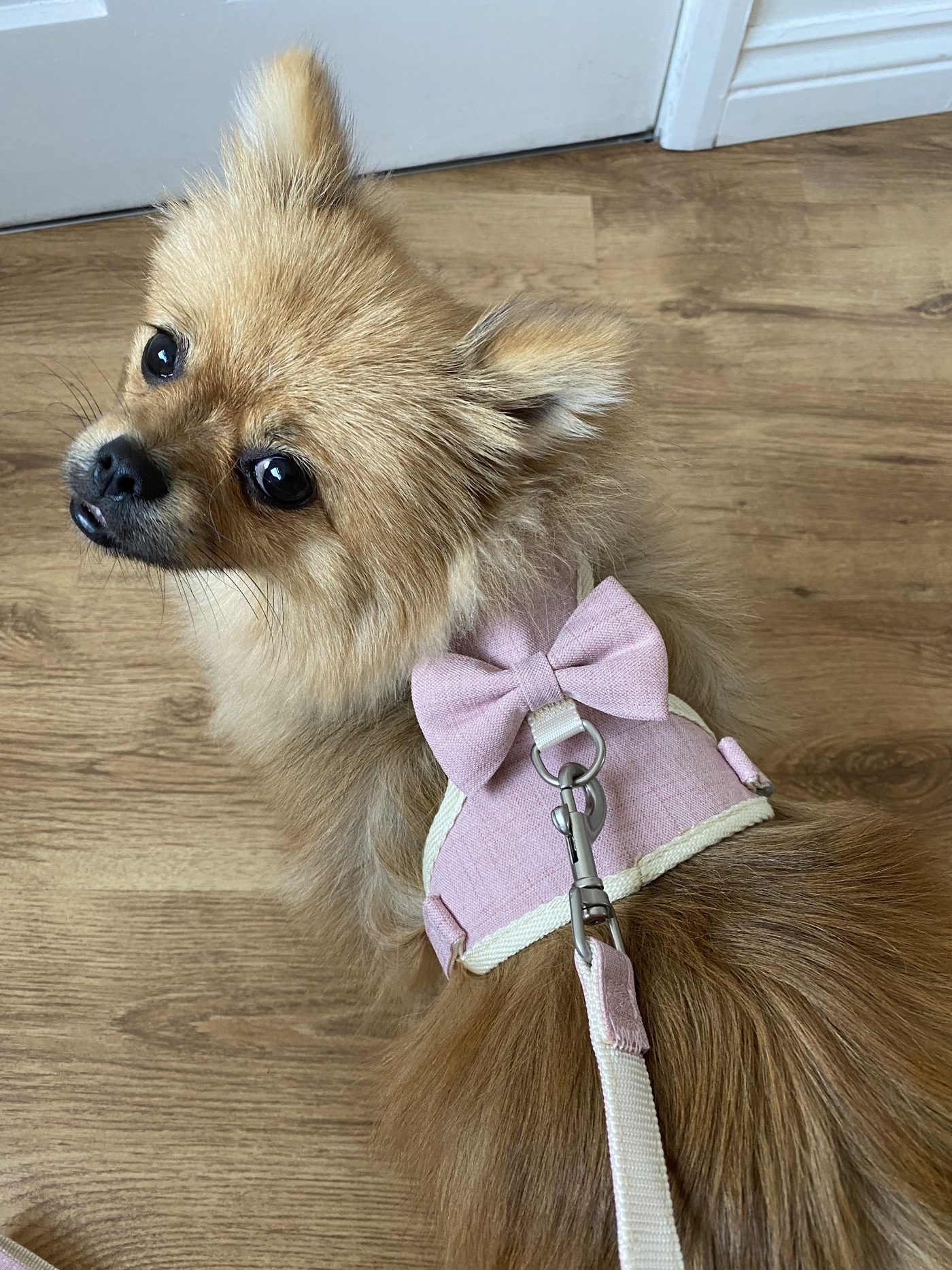 A fluffy Pomeranian-type dog looking over its shoulder in a lilac bow harness