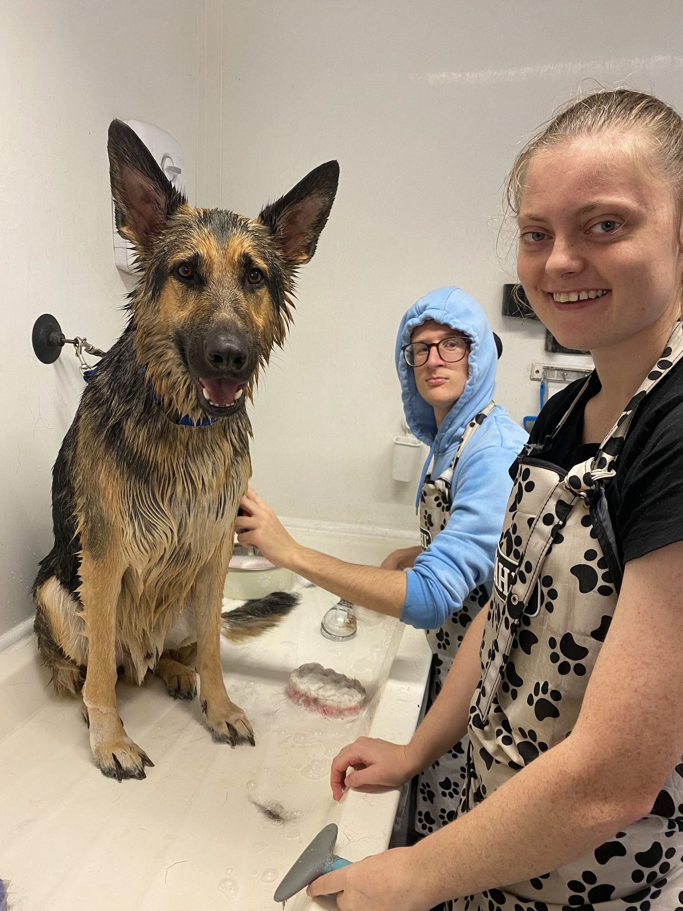 A wet German shepherd in the bath area with two team members in paw print aprons