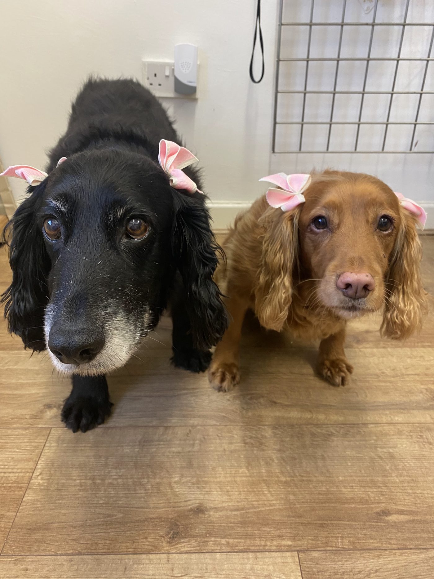 Two spaniels sitting side by side wearing pink bows on their ears