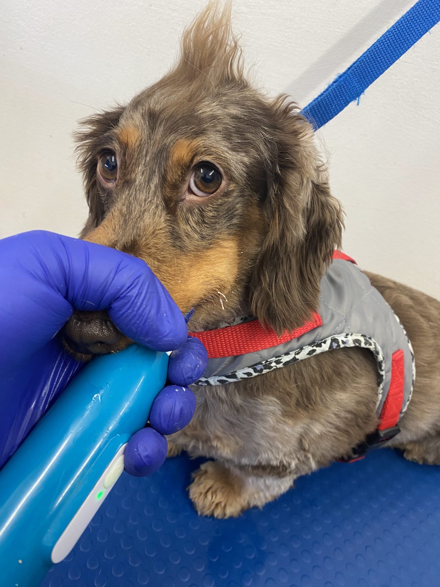 A dachshund being brushed by a hand in a purple glove