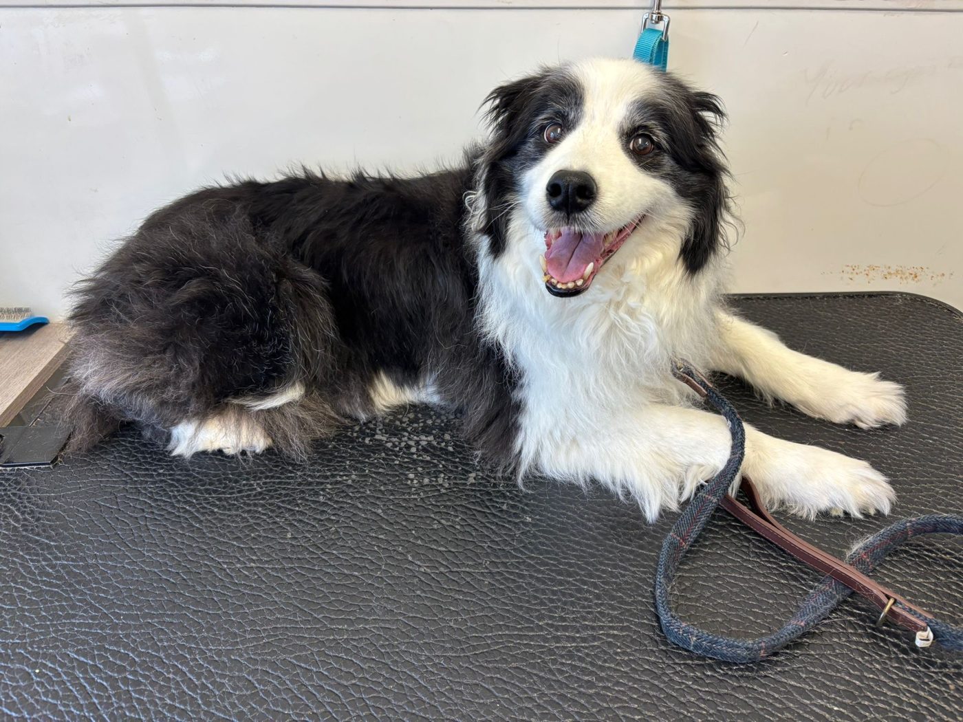 A smiling black and white border collie lying on the grooming table